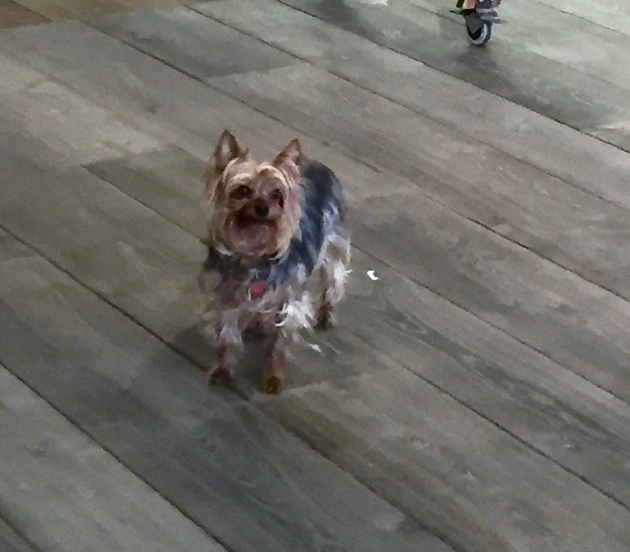 Polyurethane DEAD FLAT Topcoat